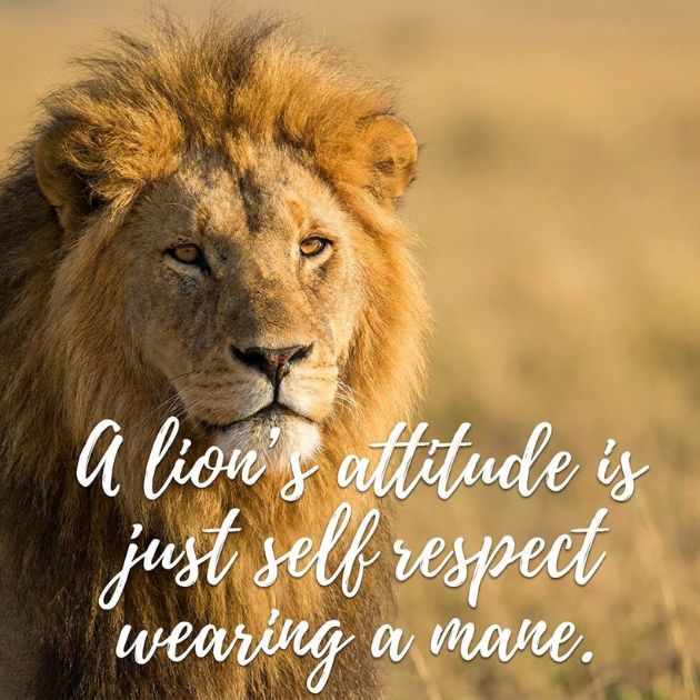 Attitude Powerful Lion Quotes