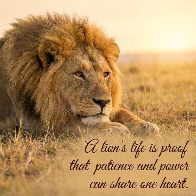 Lion Quotes About life